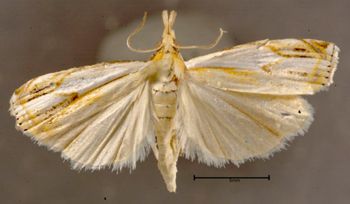 Media type: image;   Entomology 622205 Aspect: habitus dorsal view
